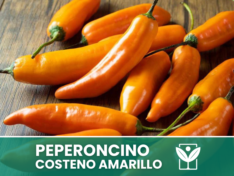 Peperoncino Costeno Amarillo – 50 Semi – Costeno Amarillo Pepper Seeds, Raro, Alta Qualità, Facile da Coltivare, Alta Germinabilità, Non-GMO