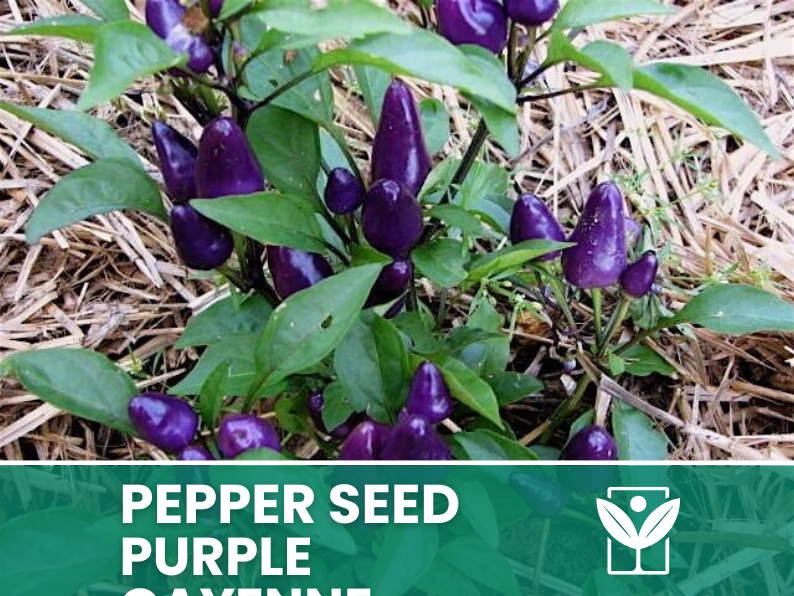Peperoncino Purple Cayenne – 50 Semi – Purple Cayenne Pepper Seeds, Alta Qualità, Facile da Coltivare, Alta Germinabilità, Non-GMO