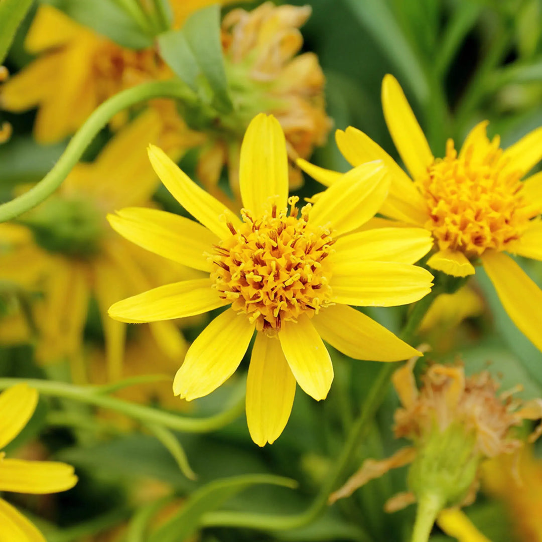 Arnica Montana – 10 Semi, Fiori Gialli, Medicinale, Esterno, Facile da Coltivare, Alta Germinabilità, Non-GMO