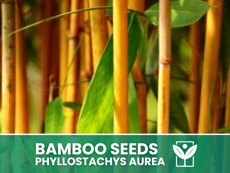 Bambù Dorato – 10 Semi – Golden Bamboo Phyllostachys Aurea Seeds, Raro, Decorativo, Facile da Coltivare, Non-GMO - Botanis - Vendita semi online di piante rare