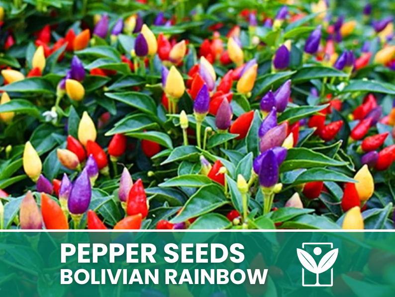 Peperoncino Bolivian Rainbow – 50 Semi – Bolivian Rainbow Pepper Seeds, Raro, Alta Qualità, Ornamentale, Facile da Coltivare, Alta Germinabilità, Non-GMO - Botanis - Vendita semi online di piante rare