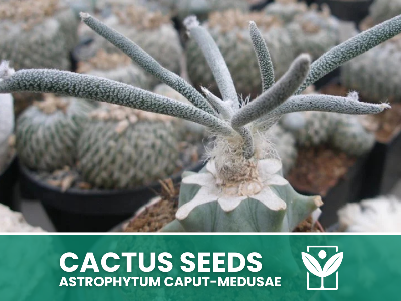 Astrophytum Caput-Medusae – 10 Semi – Cactus Seeds, Pianta Succulenta, Cactaceae, Fiore, Alta Germinabilità - Botanis - Vendita semi online di piante rare
