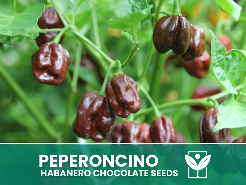 Peperoncino Habanero Chocolate – 50 Semi – Habanero Chocolate Pepper Seeds, Raro, Alta Qualità, Facile da Coltivare, Alta Germinabilità, Non-GMO