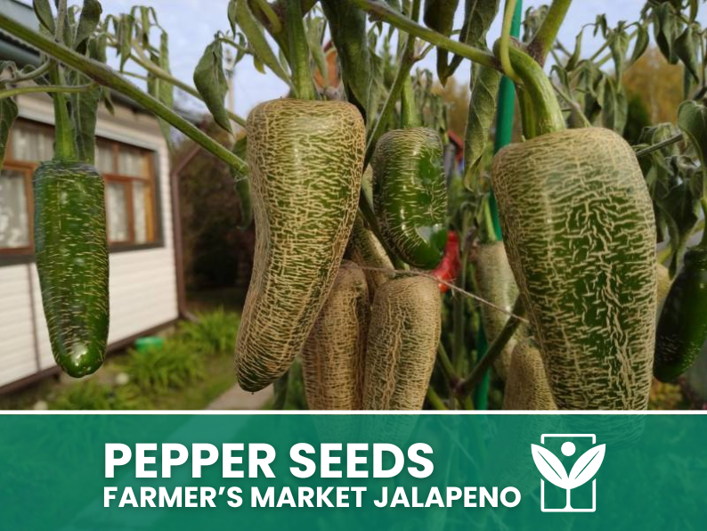 Peperoncino Farmer’s Market Jalapeno – 50 Semi – Farmer’s Market Jalapeno Pepper Seeds, Raro, Alta Qualità, Facile da Coltivare, Alta Germinabilità, Non-GMO