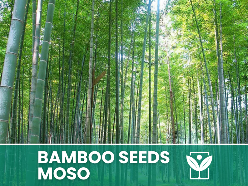 Bambù Moso – 10 Semi – Moso Bamboo Phyllostachys Pubescens Seeds, Gigante, Edile, Alta Germinabilità, Non-GMO