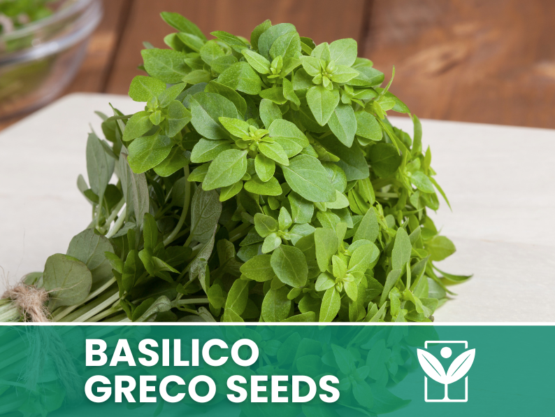 Basilico Greco a Palla – 100 Semi – Rare Greek Basil Seeds, Compatto e Sferico, Aroma Intenso, Orto e Balcone, Facile da Coltivare, Alta Germinabilità, Non-GMO