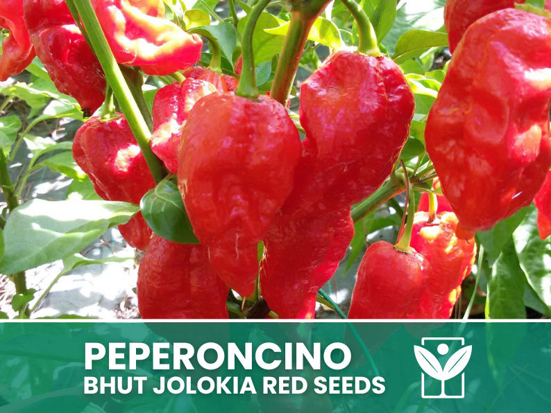50 rare seeds Chili Pepper BHUT JOLOKIA RED + free seeds rare chili - high quality selected seeds - top ornamental plant