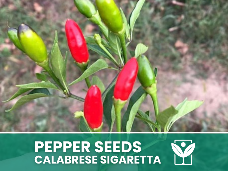 Peperoncino Calabrese Sigaretta – 50 Semi – Calabrese Sigaretta Pepper Seeds, Piccante, Alta Qualità, Facile da Coltivare, Alta Germinabilità, Non-GMO