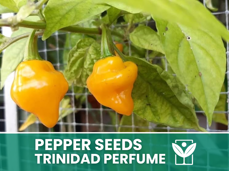 Peperoncino Trinidad Perfume – 50 Semi – Trinidad Perfume Pepper Seeds, Raro, Alta Qualità, Ornamentale, Facile da Coltivare, Alta Germinabilità, Non-GMO
