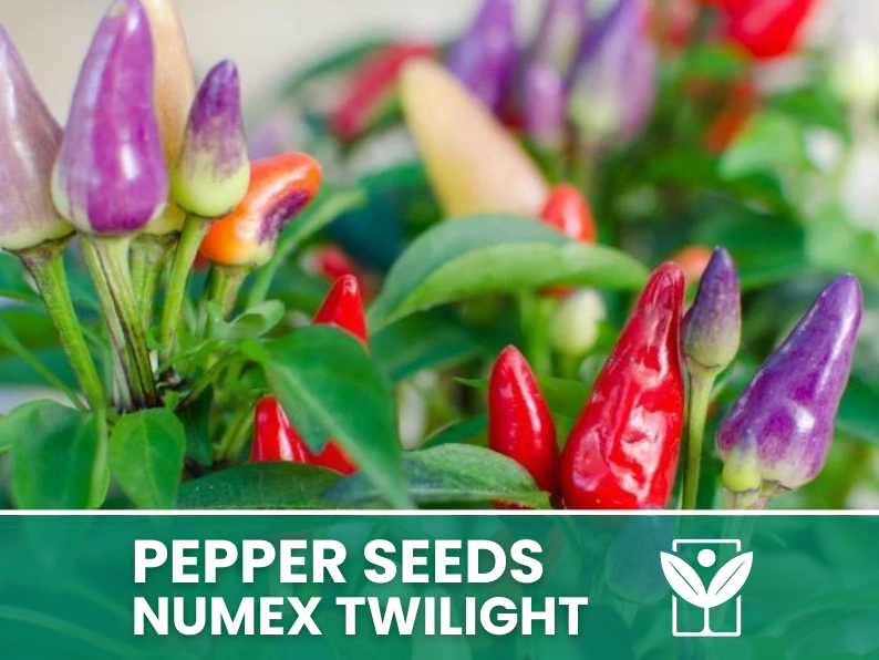 Peperoncino Numex Twilight – 50 Semi – Numex Twilight Pepper Seeds, Raro, Ornamentale, Facile da Coltivare, Alta Germinabilità, Non-GMO
