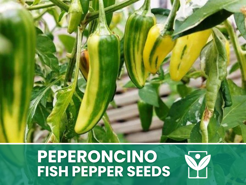 Peperoncino Fish Pepper – 50 Semi – Fish Pepper Seeds, Heirloom Variegated, Ornamentale e Piccante, Frutti Striati, Facile da Coltivare, Alta Germinabilità, Non-GMO - Botanis - Vendita semi online di piante rare