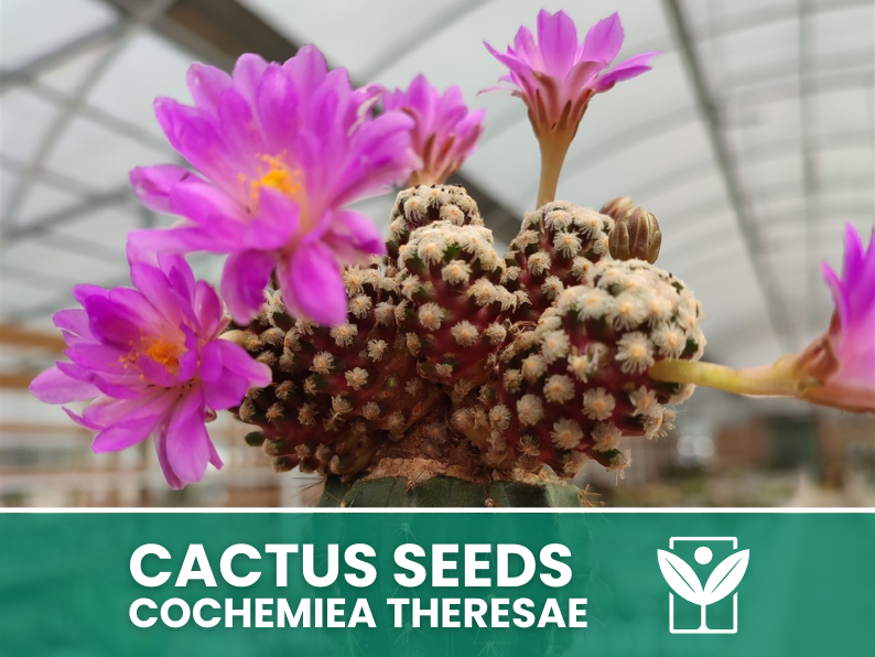 Cochemiea Theresae – 10 Semi – Cactus Seeds, Pianta Succulenta, Cactaceae, Fiore, Alta Germinabilità - Botanis - Vendita semi online di piante rare