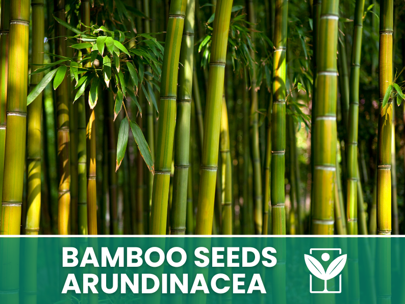 10 seeds Bambu' ARUNDINACEA bamboo Seeds - rare seeds - high quality selected seeds