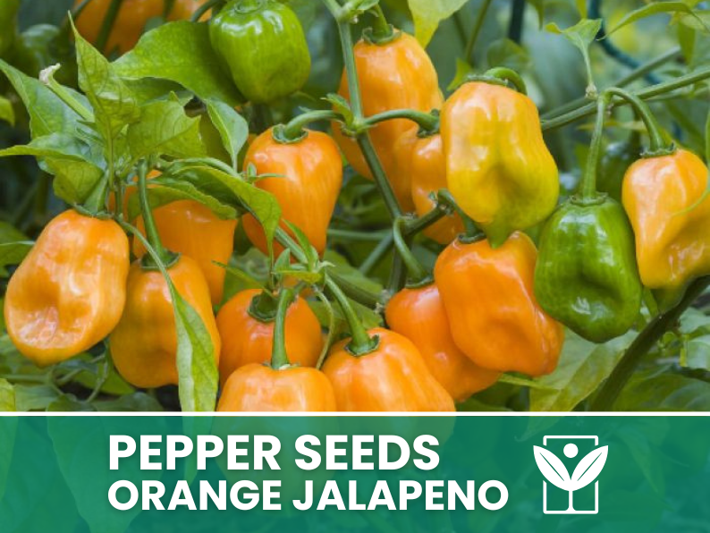 Peperoncino Orange Jalapeno – 50 Semi – Orange Jalapeno Pepper Seeds, Raro, Alta Qualità, Facile da Coltivare, Alta Germinabilità, Non-GMO