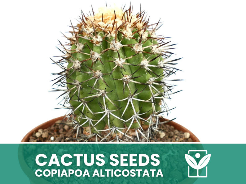 Copiapoa Alticostata – 10 Semi – Cactus Seeds, Pianta Succulenta, Cactaceae, Fiore, Alta Germinabilità - Botanis - Vendita semi online di piante rare