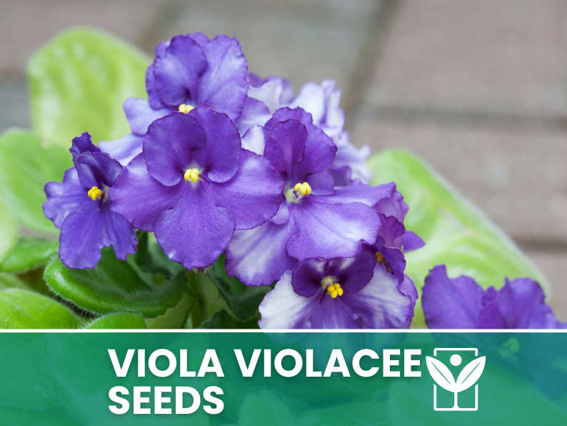 Viola Flowers 30 seeds (Violaceae) – high germination flower seeds – selected quality seeds