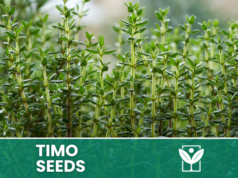 Timo Comune – 100 Semi – Heirloom Thyme Seeds, Pianta Aromatica e Medicinale, Facile da Coltivare, Orto e Vaso, Alta Germinabilità, Non-GMO