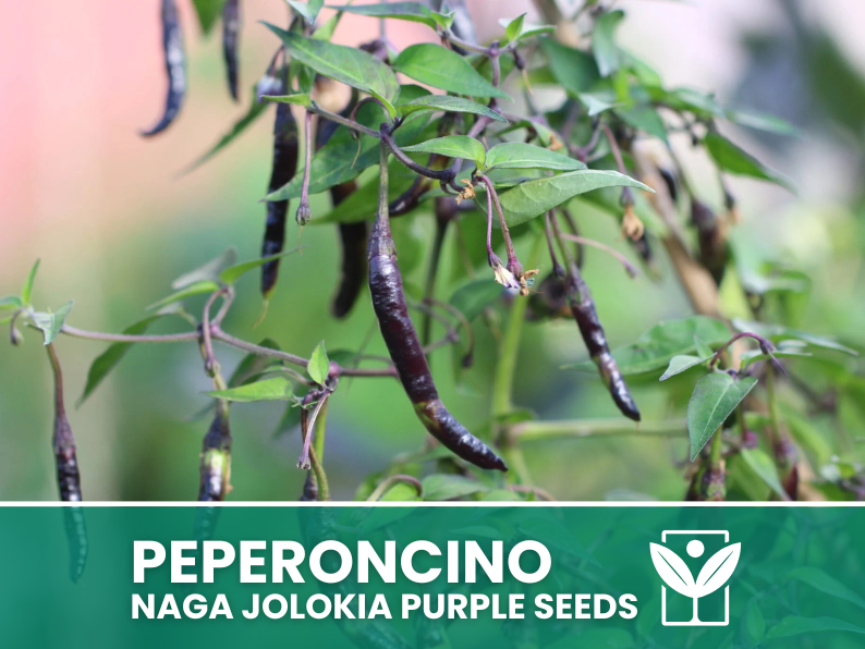 Peperoncino Naga Jolokia Purple – 50 Semi – Naga Jolokia Purple Pepper Seeds, Raro, Alta Qualità, Facile da Coltivare, Alta Germinabilità, Non-GMO