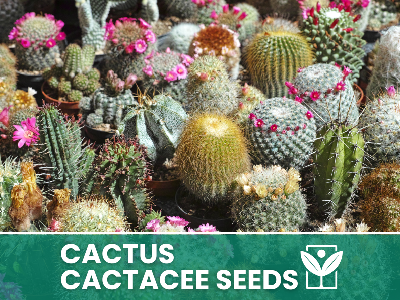 Mix di Semi di Cactacee – 1 Pacco – Cactus Seeds Mix, Piante Grasse, Alta Germinabilità