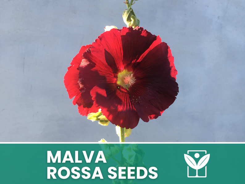 Red Mallow 10 seeds – High Germination, Selected Ornamental Flower Seeds