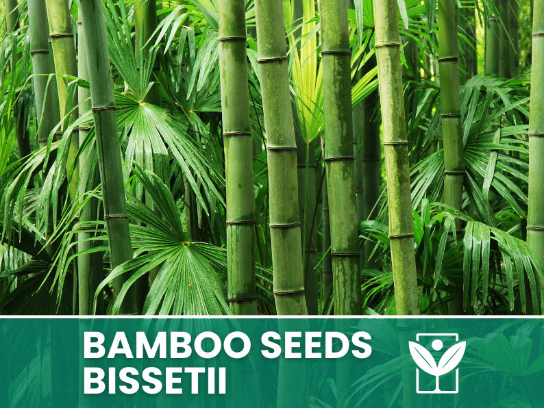 Bambù Bissetii – 10 Semi – Bissetii Bamboo Seeds, Raro, Resistente, Alta Germinabilità, Non-GMO - Botanis - Vendita semi online di piante rare