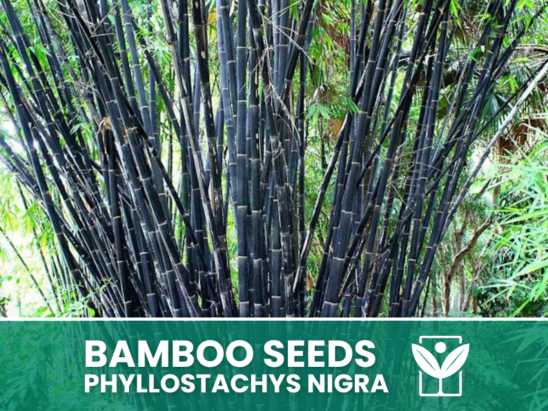 Bambù Nero – 10 Semi – Black Bamboo Phyllostachys Nigra Seeds, Raro, Ornamentale, Alta Germinabilità, Non-GMO - Botanis - Vendita semi online di piante rare