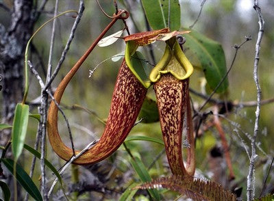 Nepenthes Rafflesiana Pianta Carnivora – 10 Semi – Pianta Carnivora, Urne Grandi, Rara, Ideale per Terrari