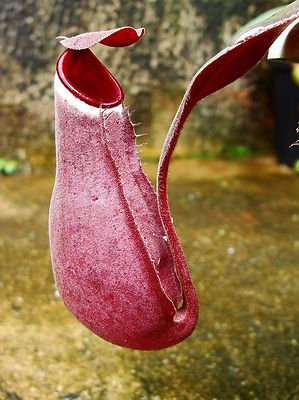 Nepenthes Albomarginata Red – 5 Seeds – Carnivorous Plant, Red Pitchers, Ideal for Terrariums and Humid Environments, Rare