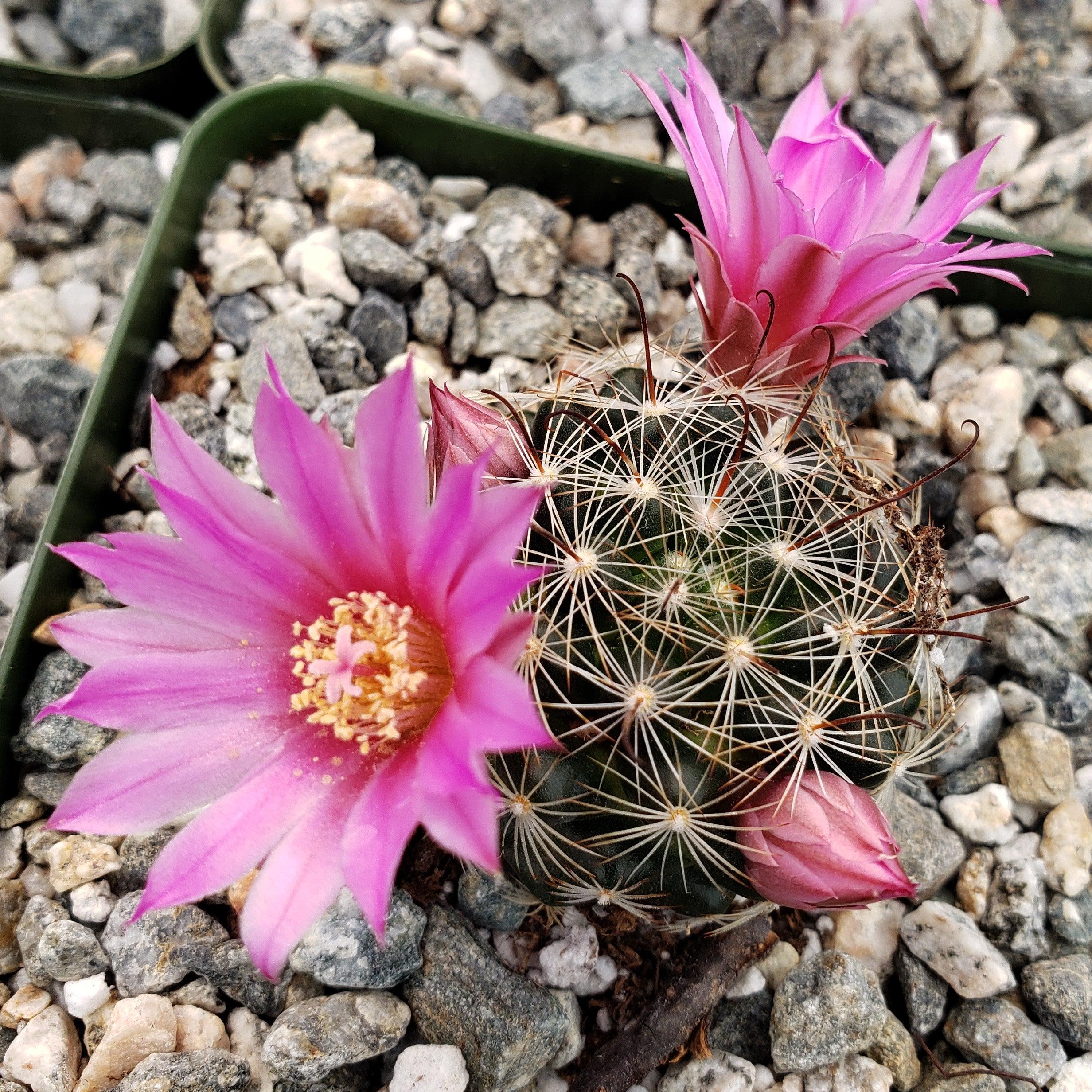Mammillaria longiflora - 10 Semi – Alta Germinabilità, Varietà Selezionata, Non-GMO