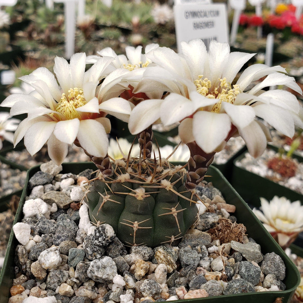 Gymnocalycium schroederianum - 10 Seeds – High Germination, Selected Variety, Non-GMO