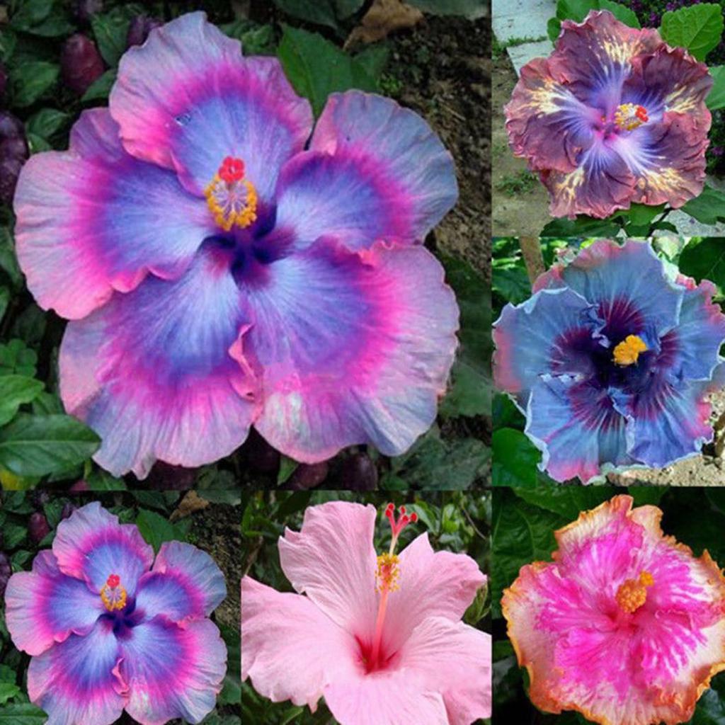Ibisco Mixed Colours and Forms – 20 Semi – Mix di Ibisco, Fiori Variopinti e Diverse Forme, Ideale per Creare un Giardino Tropicale, Ornamentale