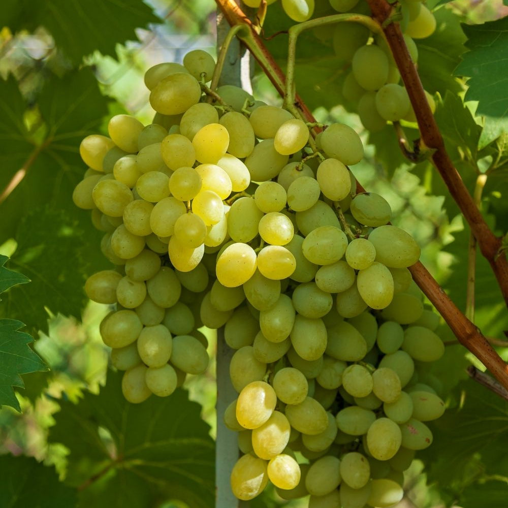 Semi di Uva Regina - 10 semi - Uva da Tavola Bianca Tradizionale, Sementi Non OGM per Coltivazione in Pergola e Spalliera, Giardino
