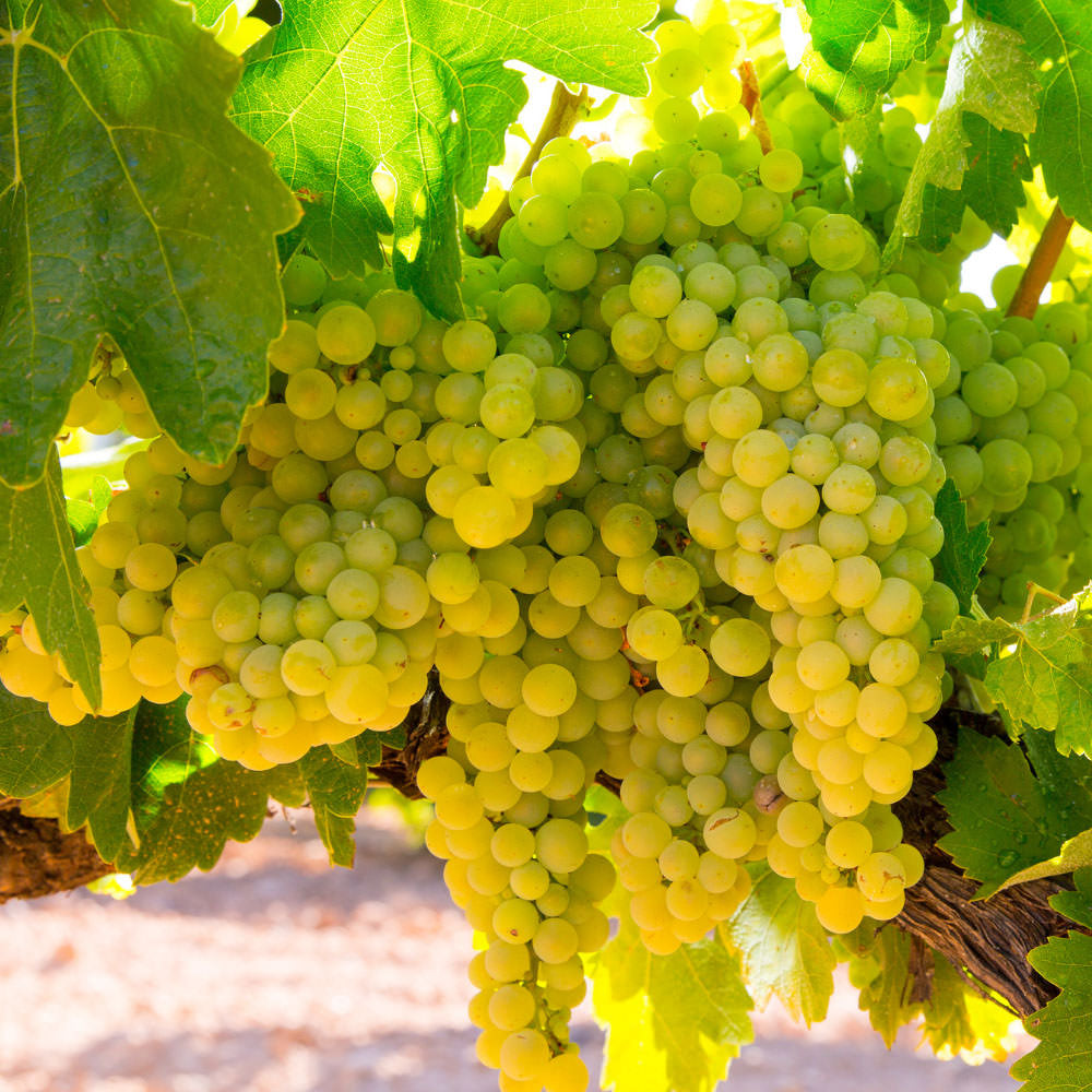 Semi di Trebbiano Toscano - 10 semi - Uva Bianca per Vin Santo e Cognac, Semi di Vite Rari Non OGM, Coltivazione Giardino e Orto
