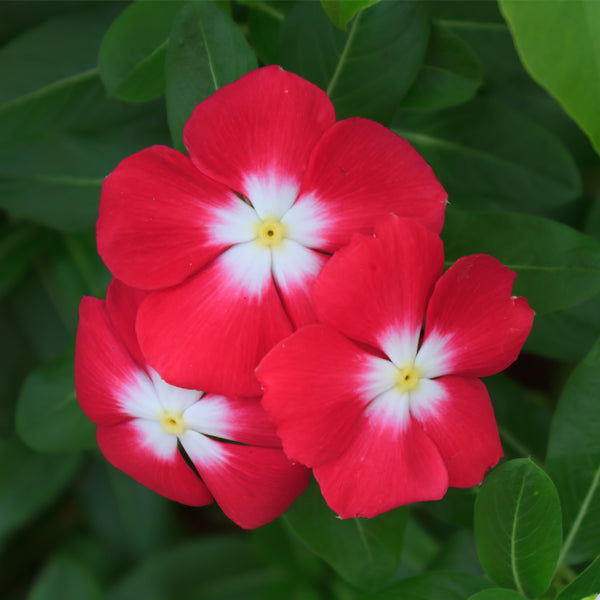 Vinca Rossa – 30 Semi – Fiori Rosso Intenso, Coprisuolo, Fioritura Prolungata, Ideale per Bordure e Vasi, Alta Germinabilità
