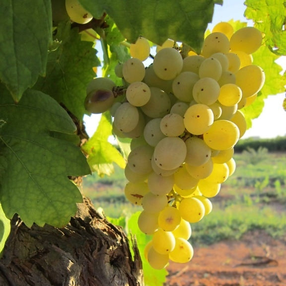 Semi di Uva Chardonnay - 10 semi - Semi per Coltivare Vino Bianco Famoso, Sementi Non OGM per Vigneto e Giardino, Alta Germinabilità