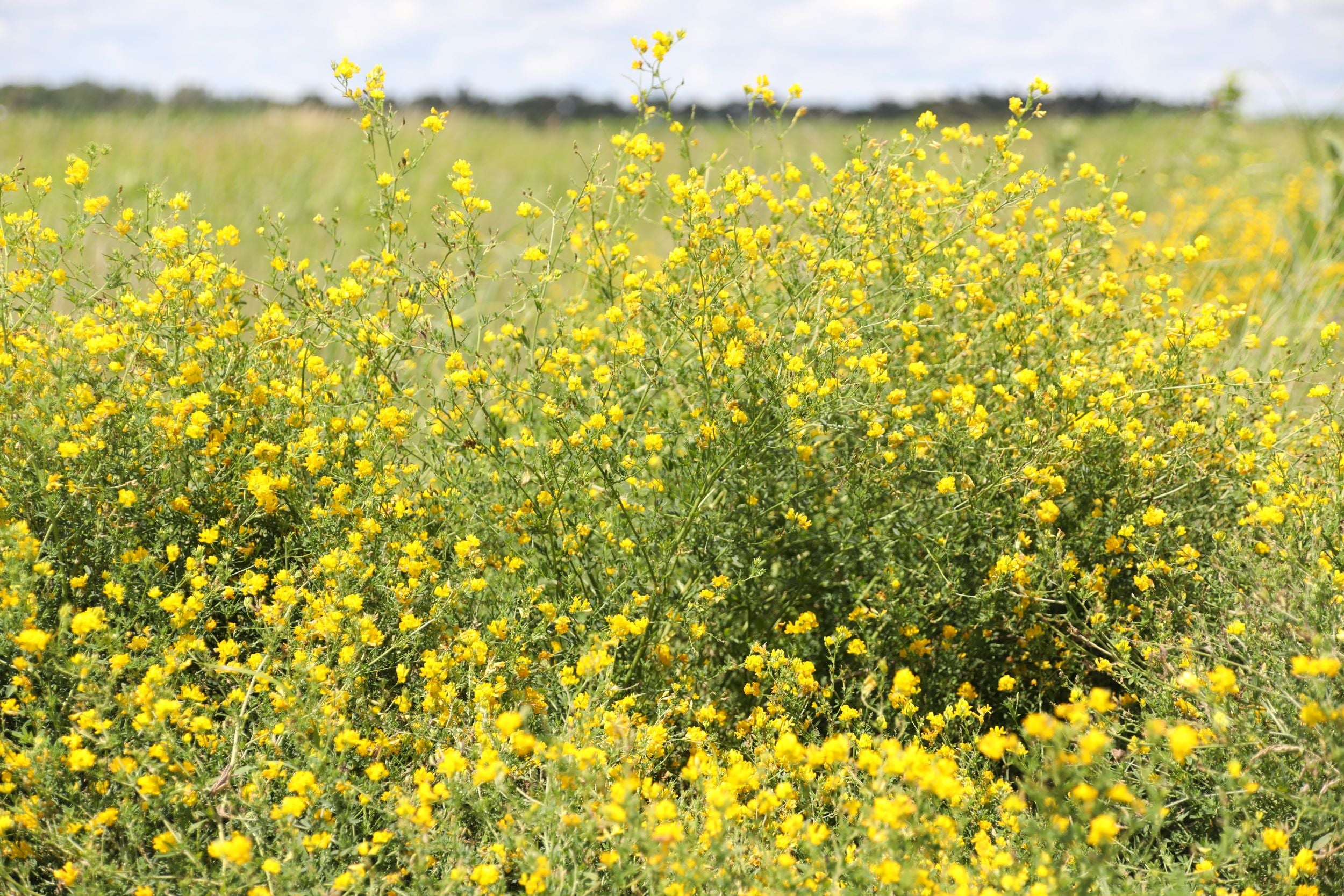 Alfalfa Arborea – 10 Semi, Fioritura Gialla, Rustico, Facile da Coltivare, Alta Germinabilità, Non-GMO