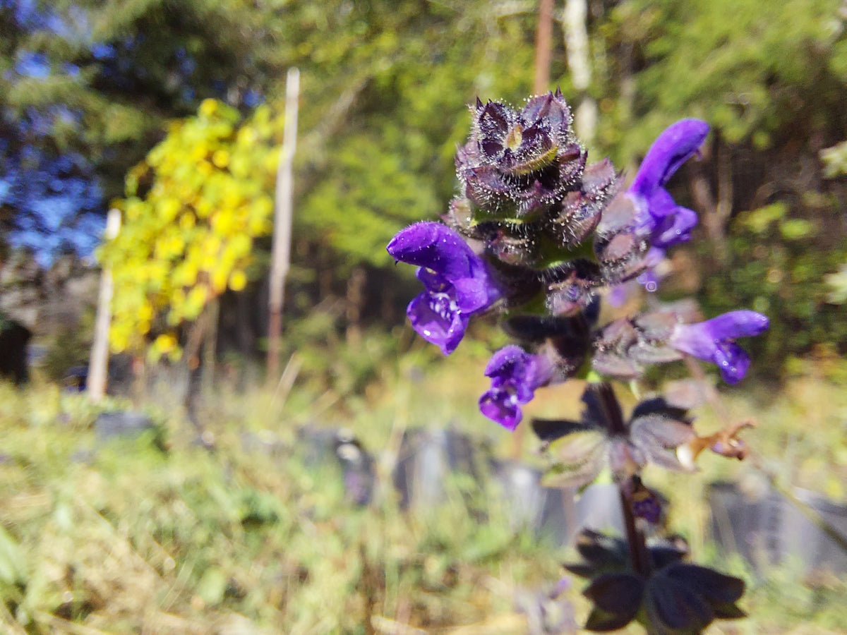 Salvia Verbenaca – 10 Semi, Fiori Viola, Insetti, Frutteto, Facile da Coltivare, Alta Germinabilità, Non-GMO