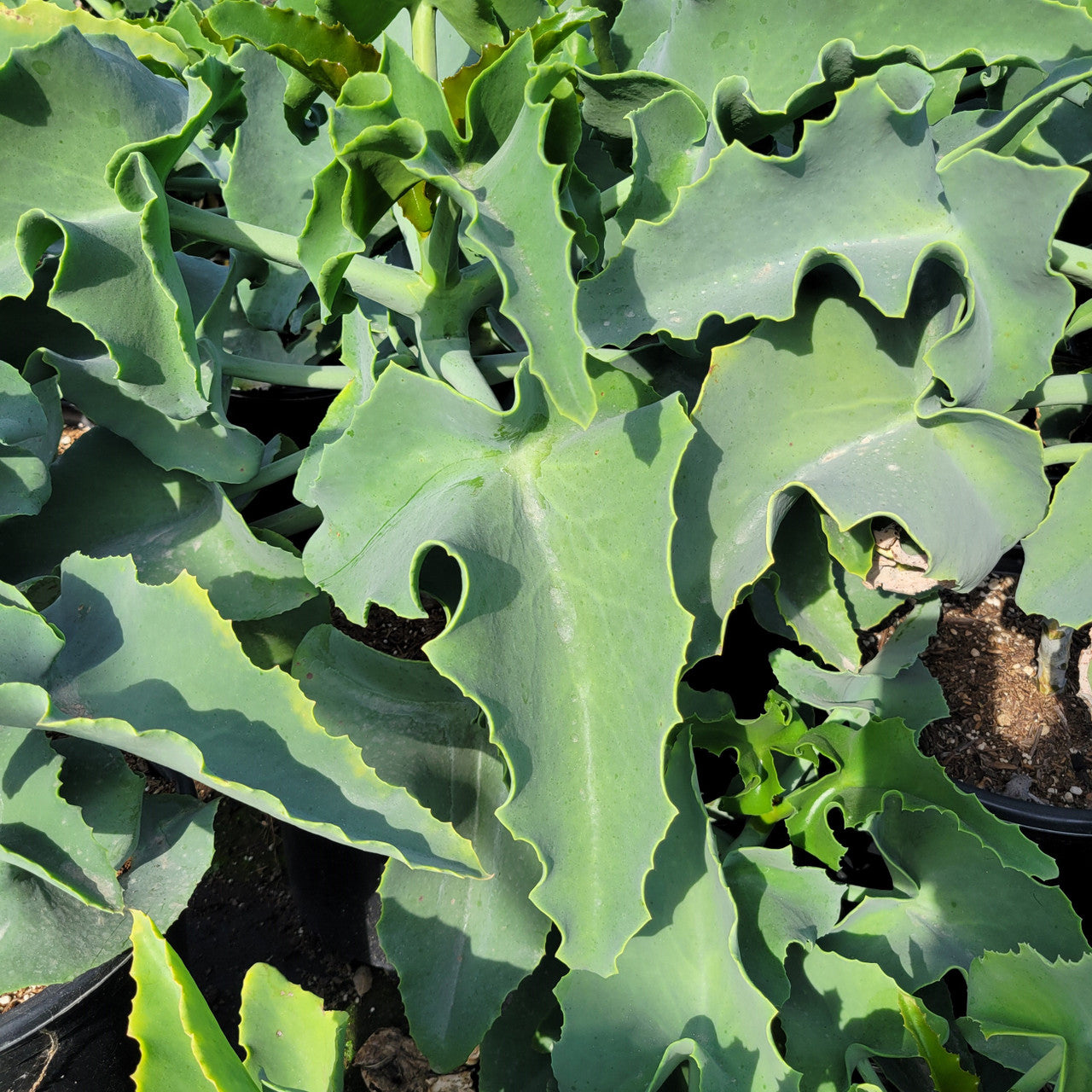 Kalanchoe beharensis - 10 Semi – Alta Germinabilità, Varietà Selezionata, Non-GMO
