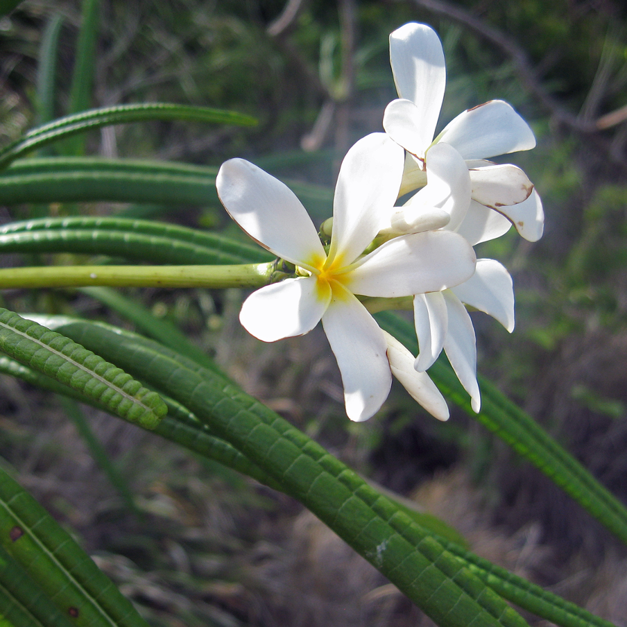Plumeria alba – 10 Semi, Fiori Bianchi, Profumo Intenso, Giardino, Facile da Coltivare, Alta Germinabilità, Non-GMO