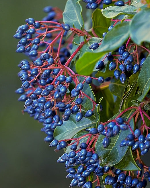 Durillo – 10 Semi, Viburno, Sempreverde, Bacche Blu, Facile da Coltivare, Alta Germinabilità, Non-GMO