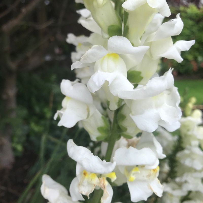 Bocca di Leone Monarch White – 30 Semi, Bianco, Compatto, Bordure, Facile da Coltivare, Alta Germinabilità, Non-GMO