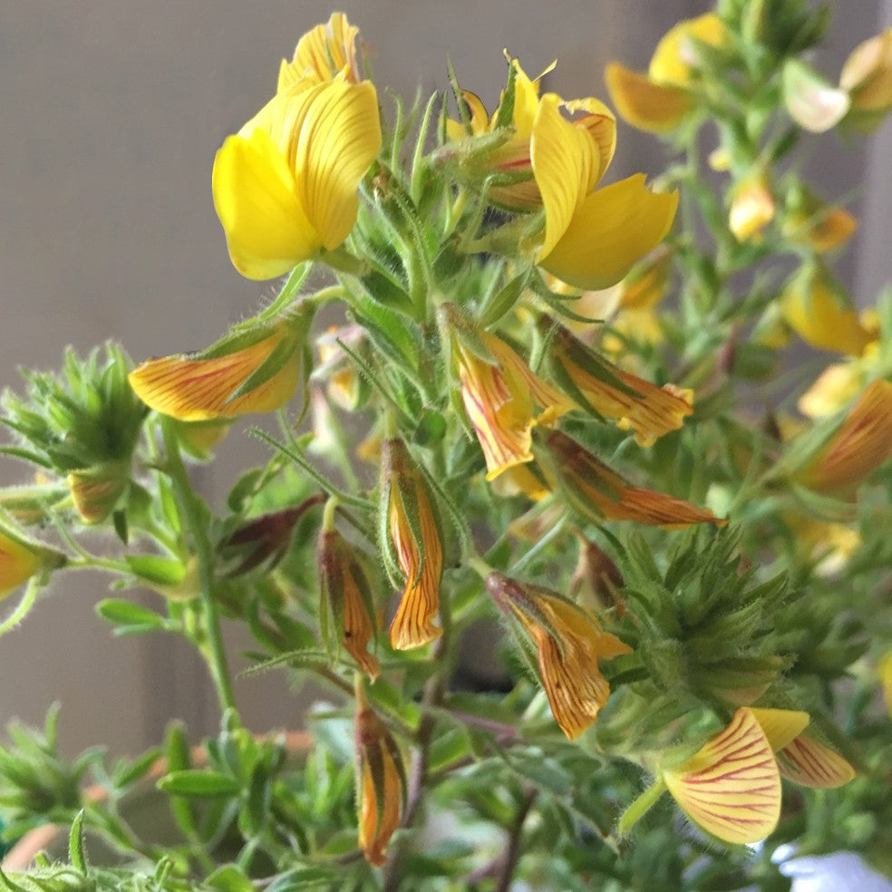 Ononide Gialla – 10 Semi, Fiori Gialli, Insetti, Urbano, Facile da Coltivare, Alta Germinabilità, Non-GMO
