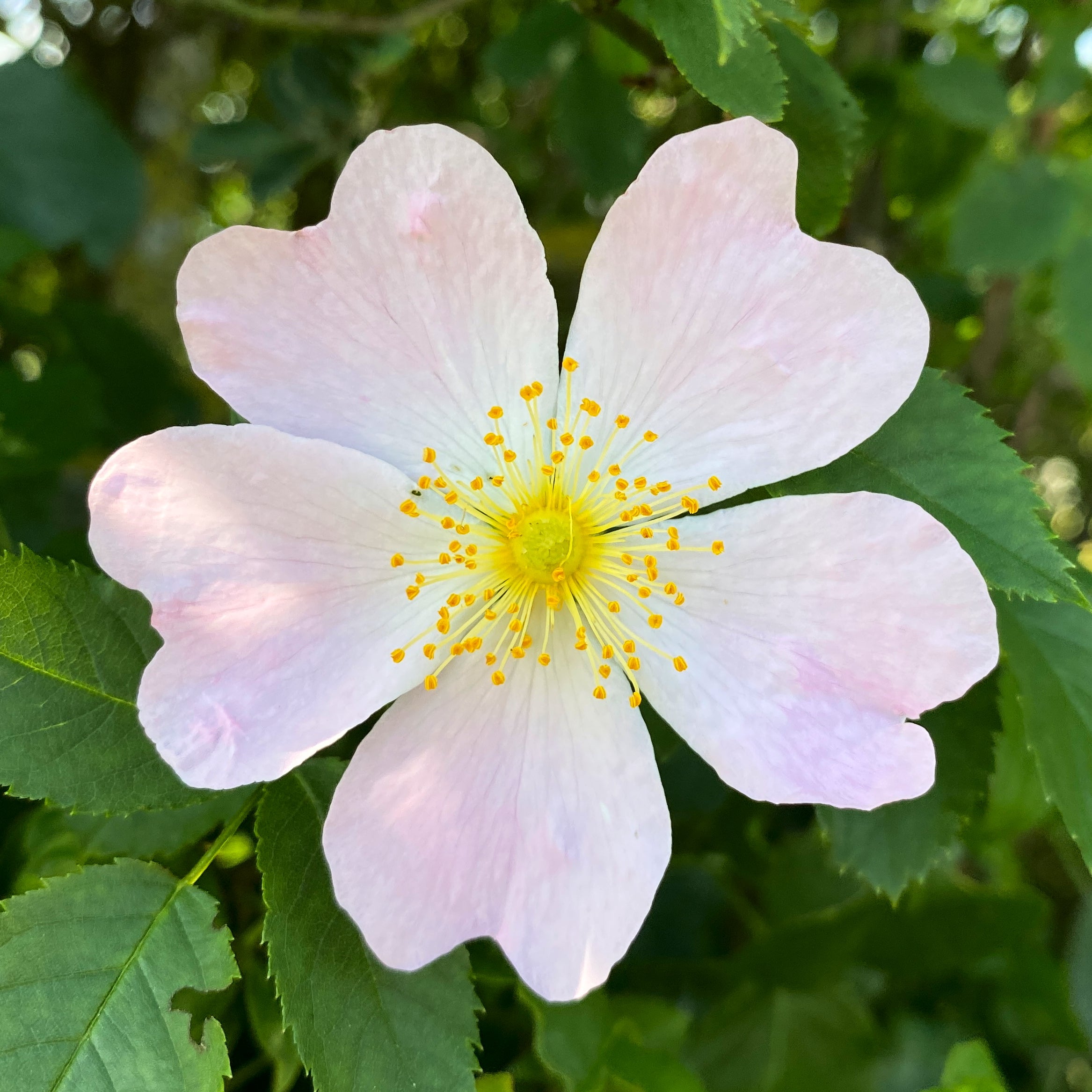 Rosa Corymbifera – 10 Semi, Rosa Selvatica, Fiori Rosa, Facile da Coltivare, Alta Germinabilità, Non-GMO