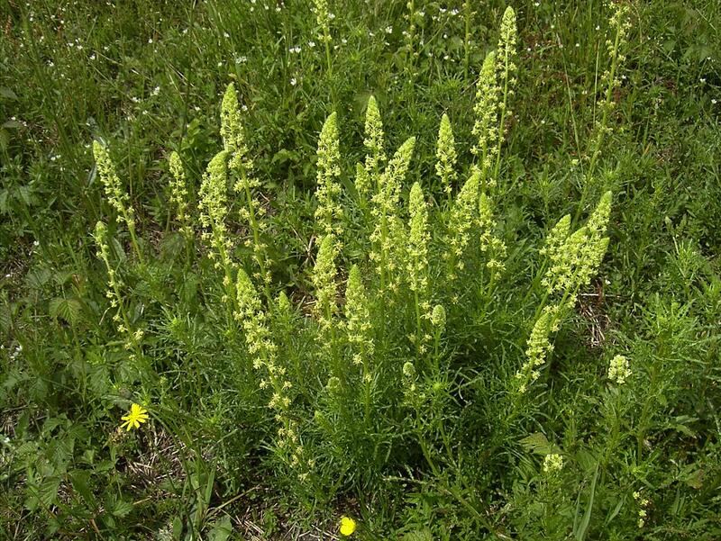 Reseda Lutea – 10 Semi, Fiori Gialli, Insetti, Restauro, Facile da Coltivare, Alta Germinabilità, Non-GMO