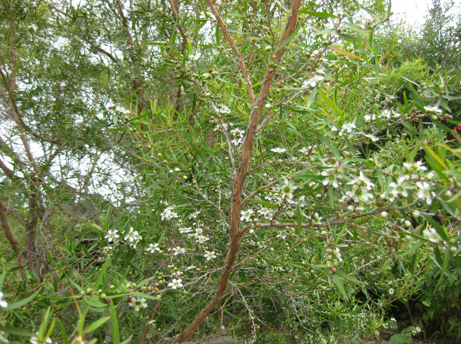 10 Semi di Tea tree al limone Leptospermum petersonii – Semi Freschi, Alta Germinabilità, No-GMO