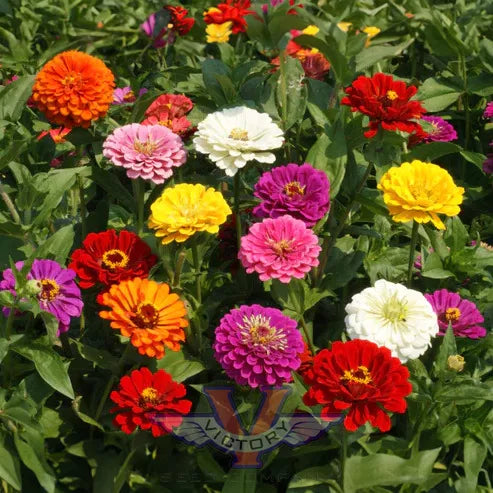 California Giant Zinnia Mix – 10 Seeds, Majestic Flowers, Great Visual Effect, Garden, Easy to Grow, High Germination, Non-GMO