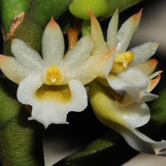 Calyptrochilum Orchidea – 10 Semi – Orchidea Rara, Fiore Esotico, Alta Qualità - Botanis - Vendita semi online di piante rare