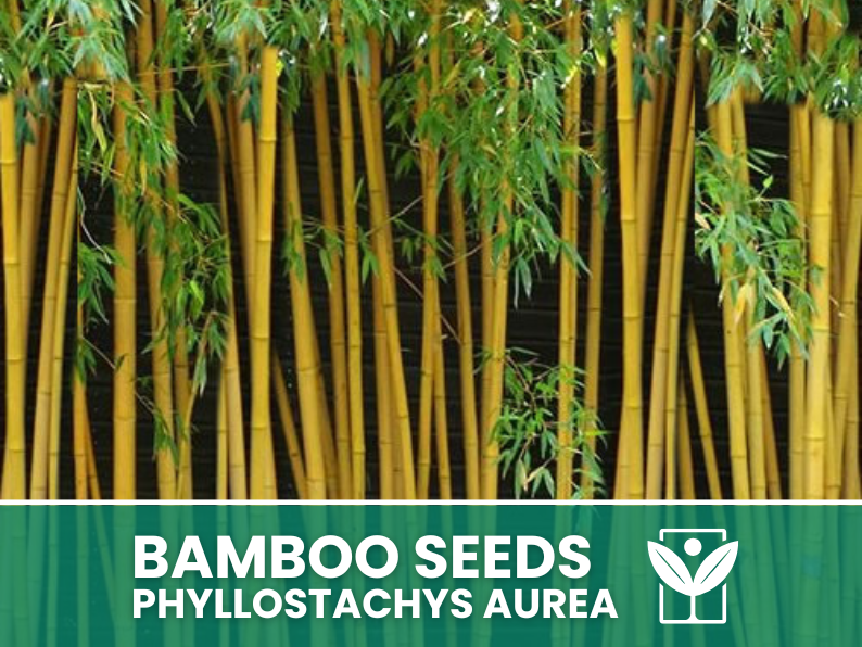 Bambù Dorato – 10 Semi – Golden Bamboo Phyllostachys Aurea Seeds, Raro, Decorativo, Facile da Coltivare, Non-GMO - Botanis - Vendita semi online di piante rare