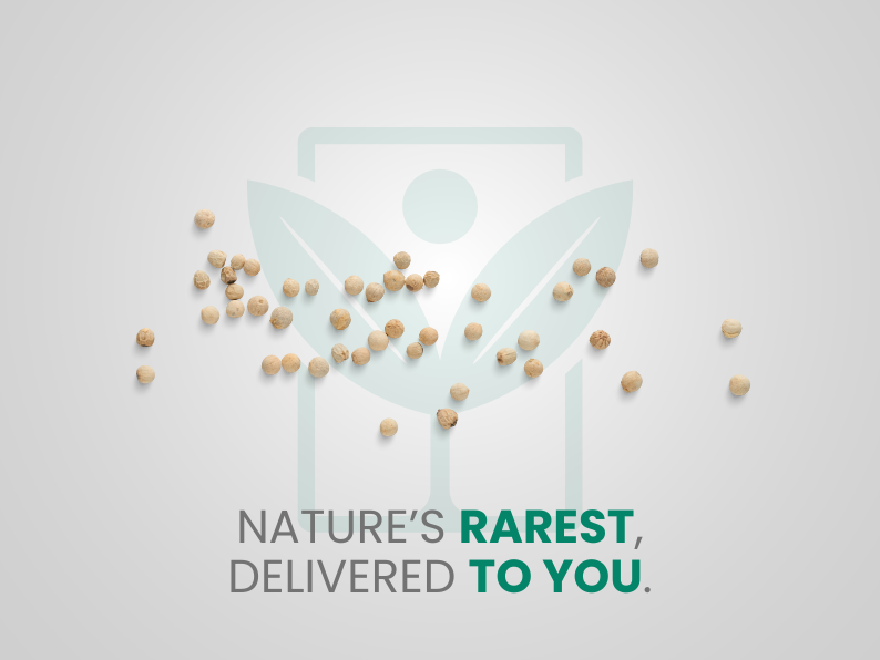 Sedano Verde Costa Piena Estate – 30 Semi – Costa Piena Rotondeggiante, Verde Chiaro Tenera, Imbianchimento Artificiale, Resistente Malattie, Non-GMO
