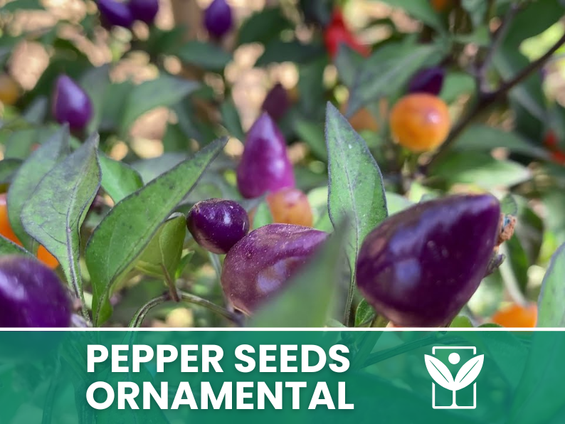 Peperoncino Ornamentale – 50 Semi – Giant Ornamental Pepper Seeds, Selezionati, Alta Germinabilità, Non-GMO - Botanis - Vendita semi online di piante rare